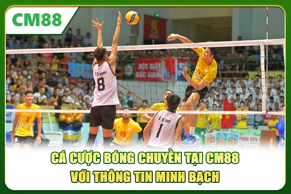 Cá cược bóng chuyền tại CM88 với thông tin minh bạch